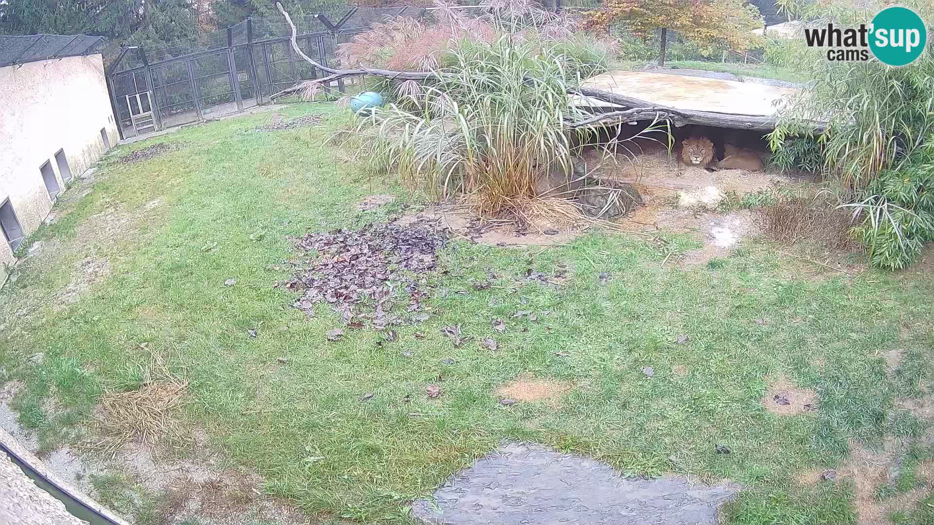 LEVI spletna kamera v živalskem vrtu Ljubljana Zoo