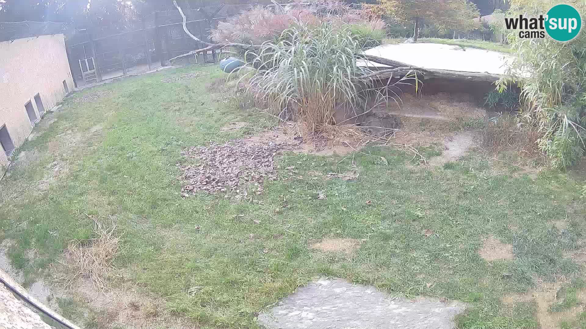 LION webcam en direct du zoo de Ljubljana – Slovénie