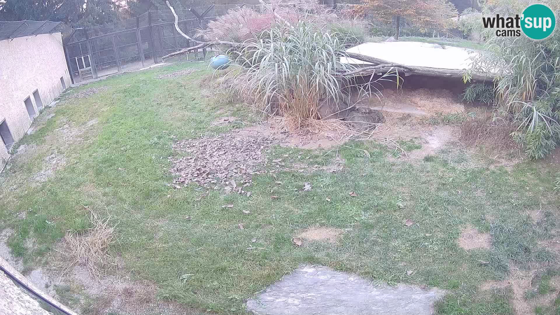 Löwe live Webcam im Zoo von Ljubljana – Slowenien