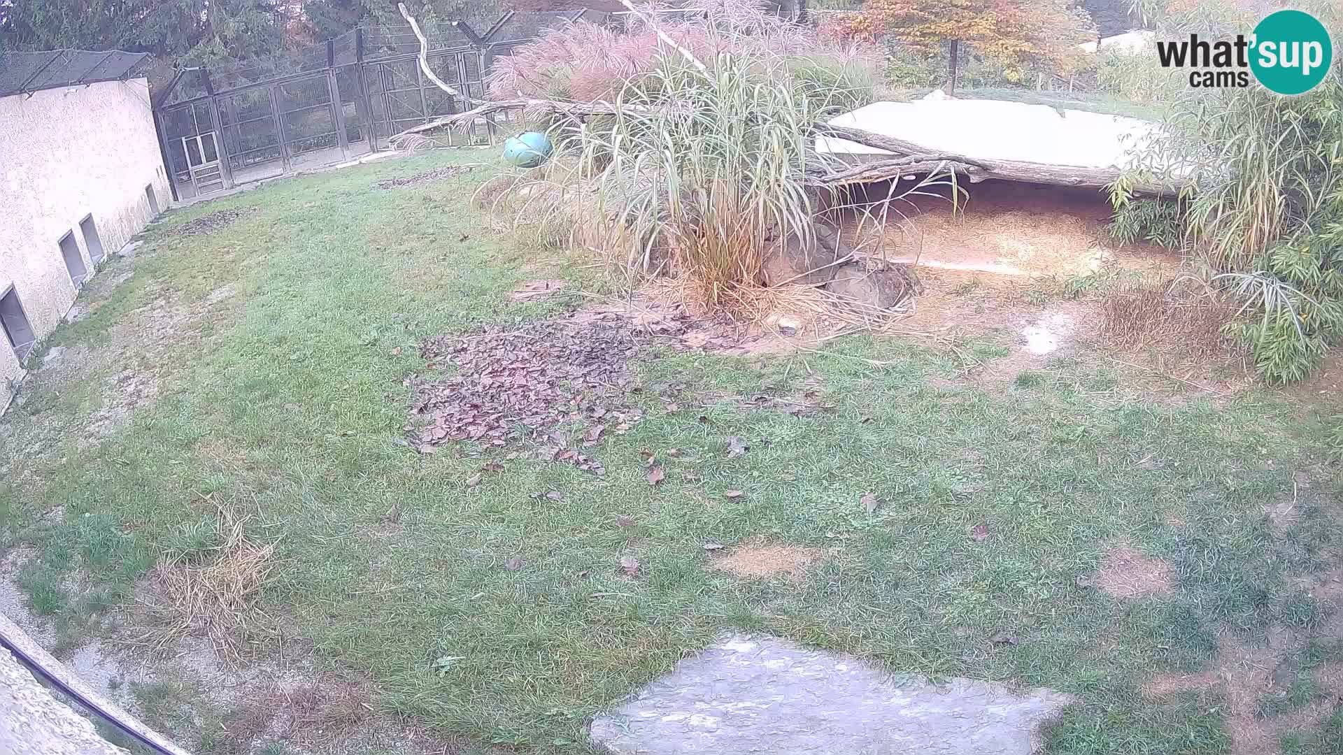 LION live Webcam in Ljubljana Zoo – Slovenia