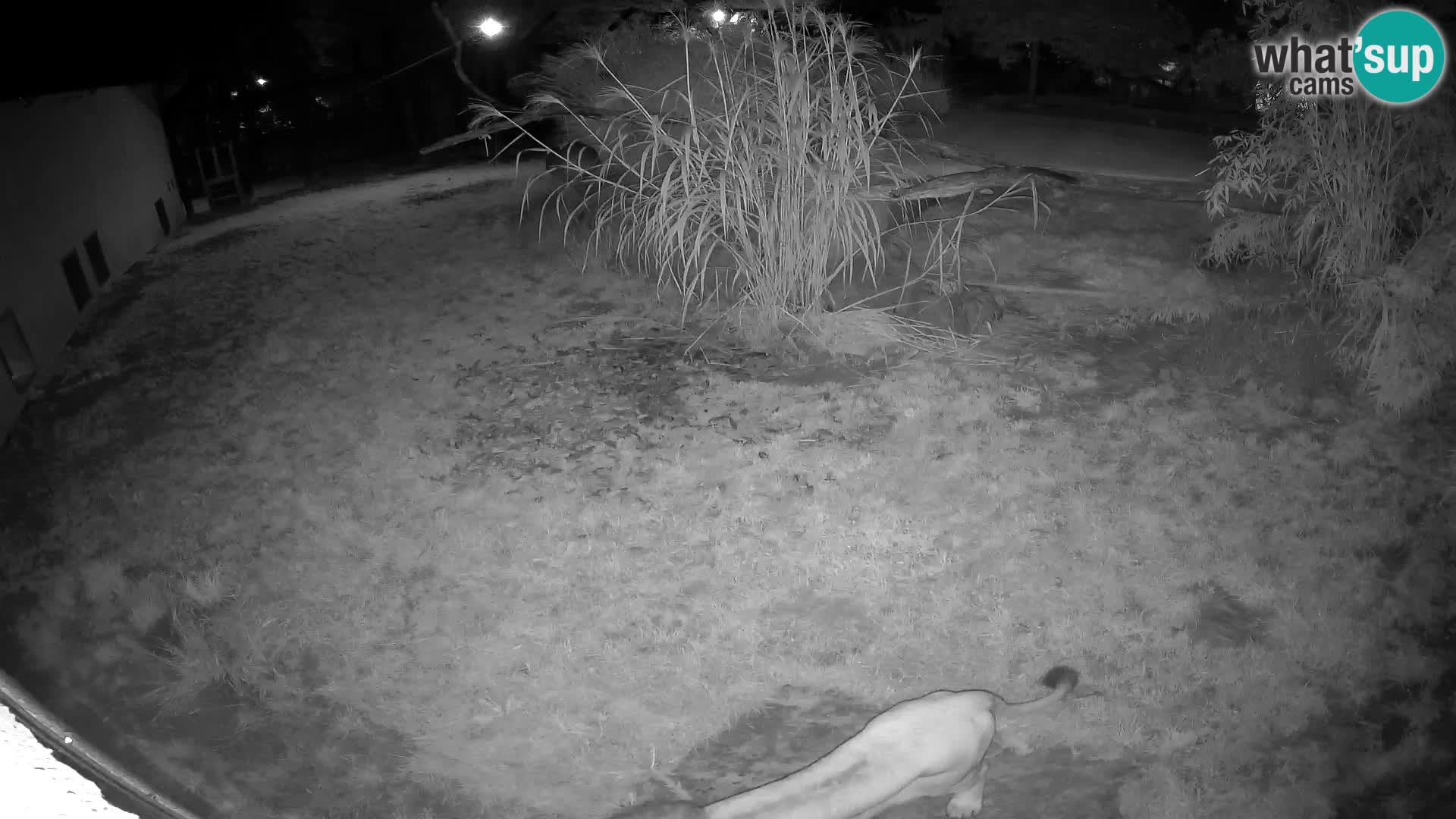 LION webcam en direct du zoo de Ljubljana – Slovénie