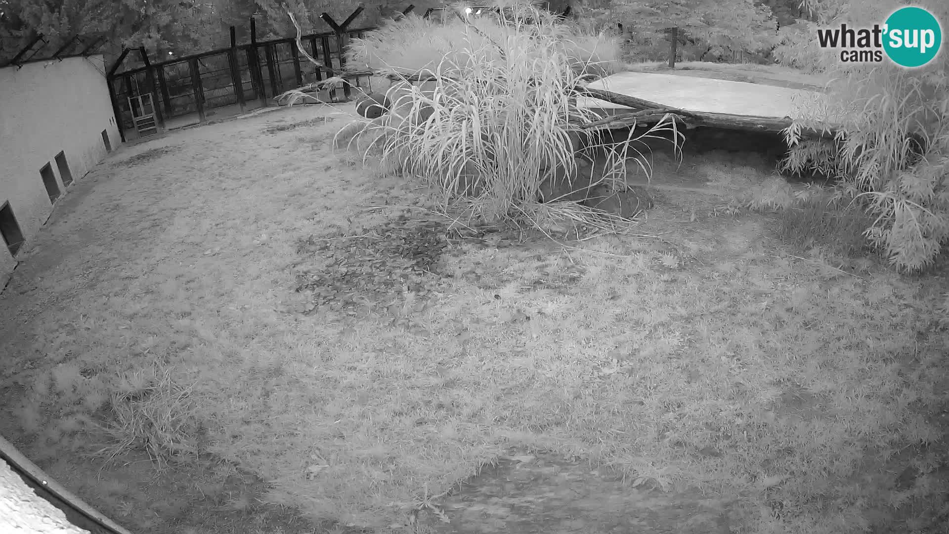 LION webcam en direct du zoo de Ljubljana – Slovénie