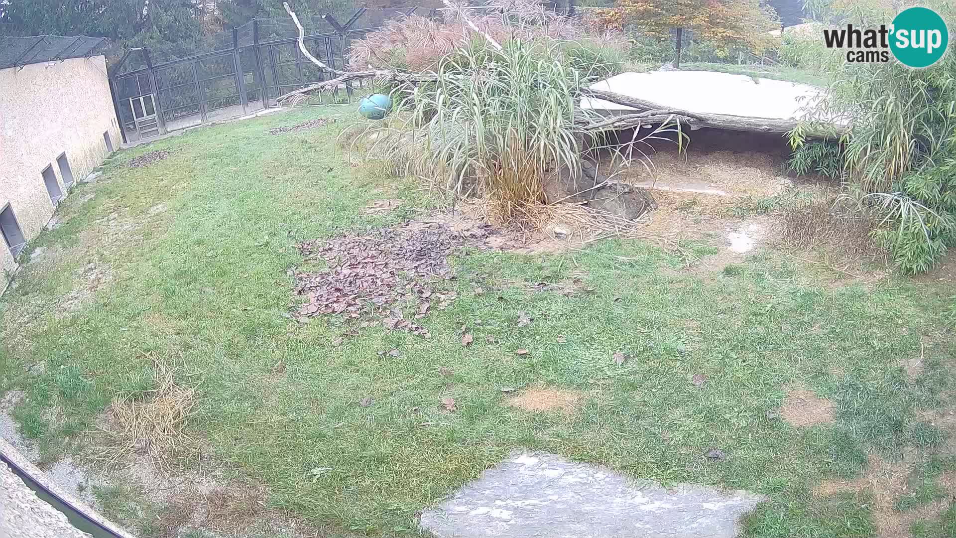 LION webcam en direct du zoo de Ljubljana – Slovénie