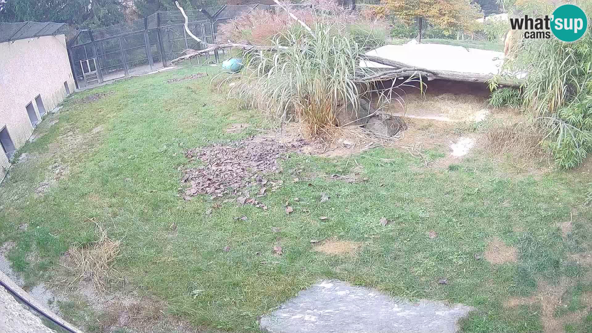 LION webcam en direct du zoo de Ljubljana – Slovénie