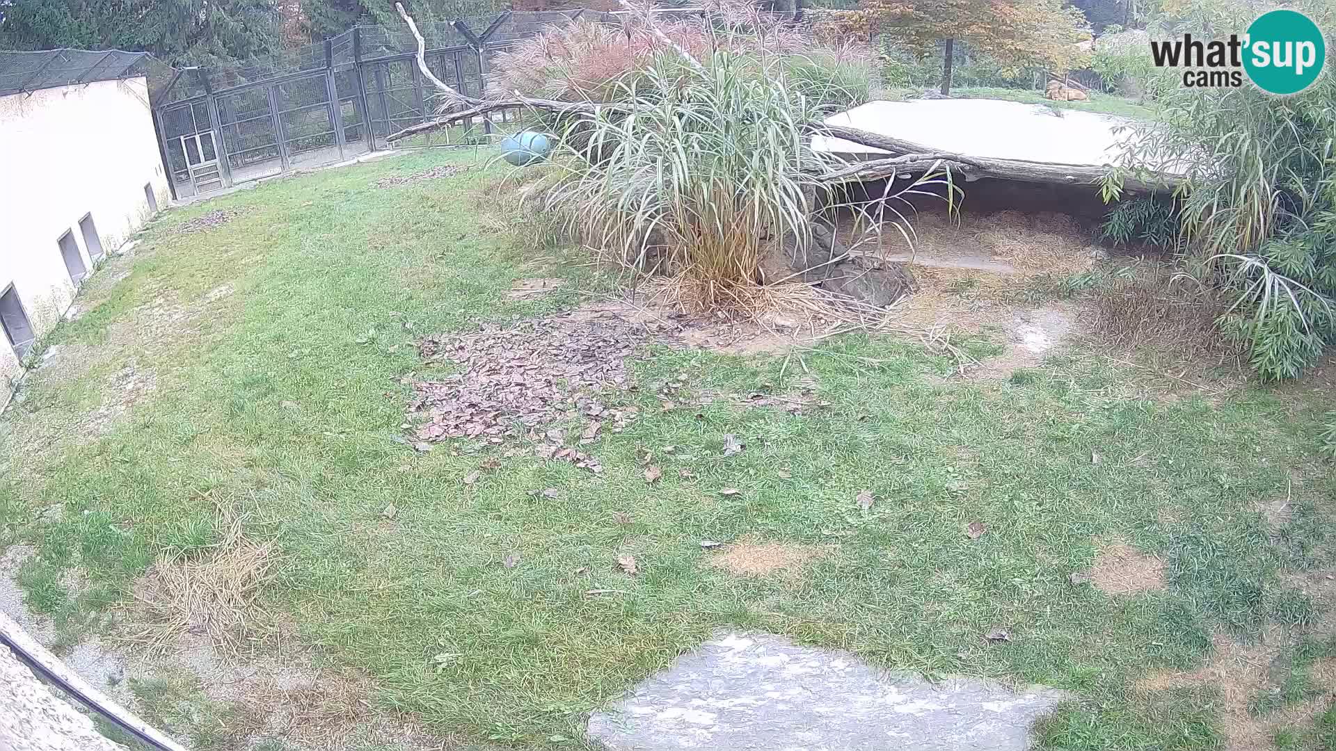 LION live Webcam in Ljubljana Zoo – Slovenia