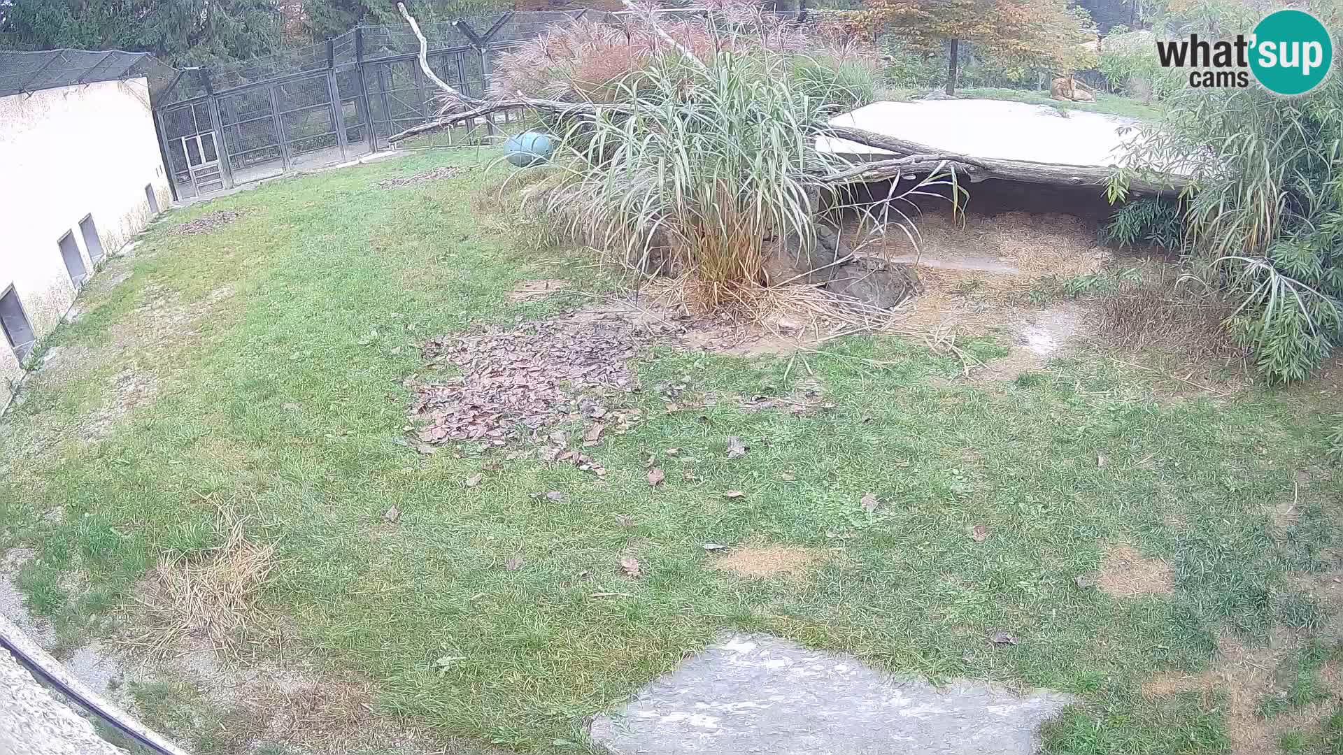 LEVI spletna kamera v živalskem vrtu Ljubljana Zoo