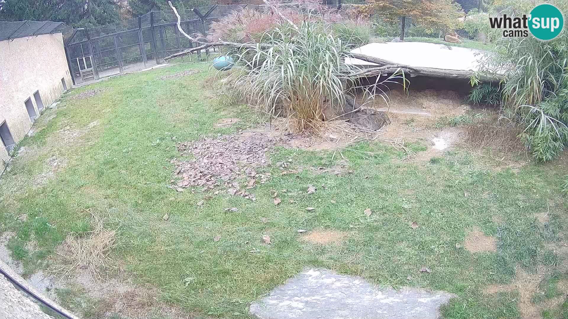 Löwe live Webcam im Zoo von Ljubljana – Slowenien