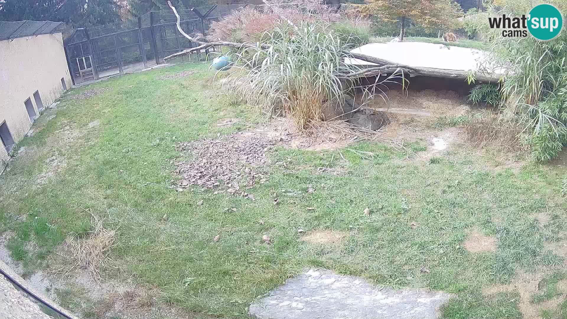 LEON Webcam en vivo en Ljubljana Zoo – Eslovenia