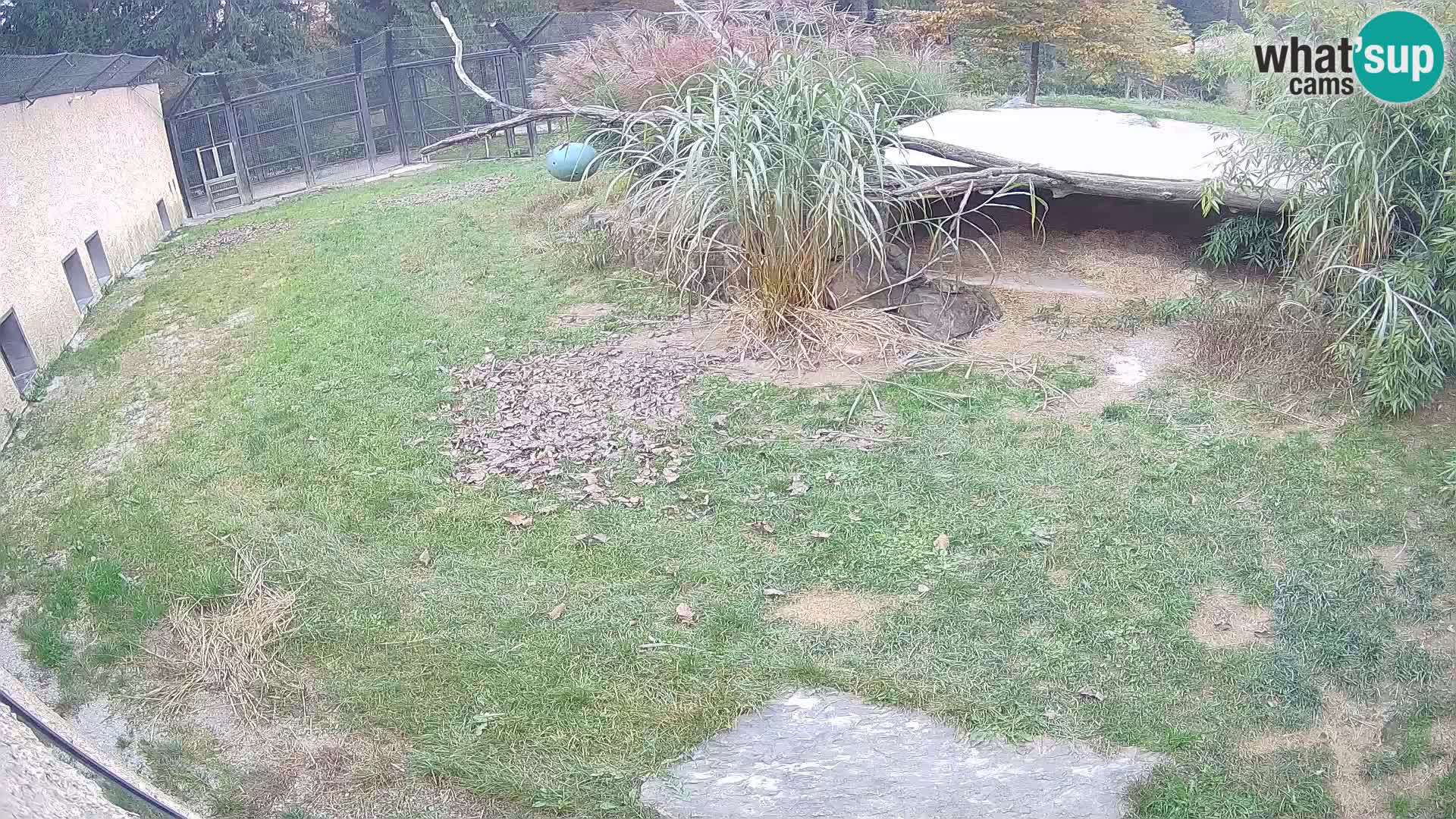 LION webcam en direct du zoo de Ljubljana – Slovénie