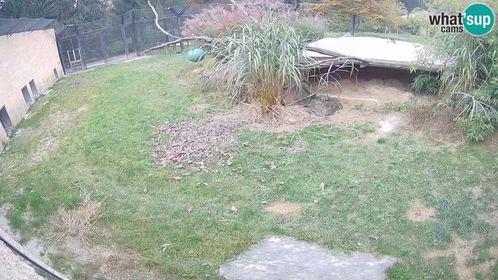 LION webcam en direct du zoo de Ljubljana – Slovénie