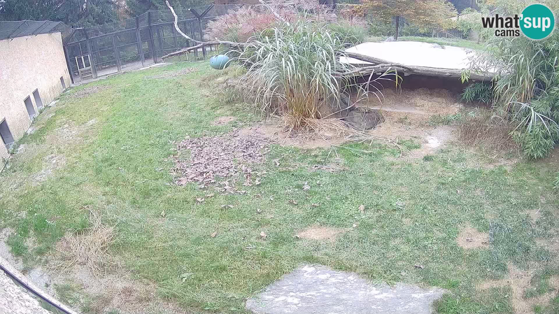 Löwe live Webcam im Zoo von Ljubljana – Slowenien