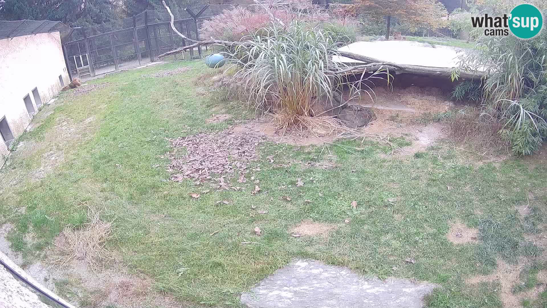LION live Webcam in Ljubljana Zoo – Slovenia
