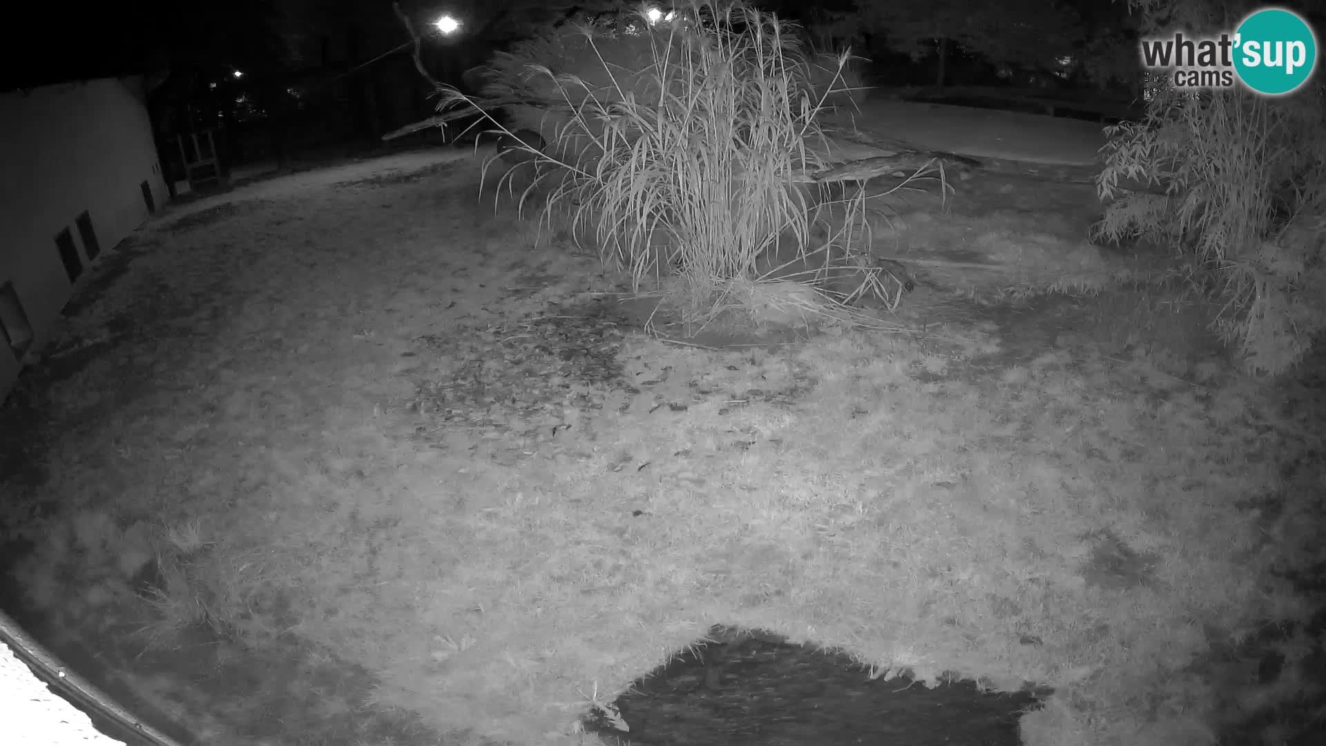 LION live Webcam in Ljubljana Zoo – Slovenia