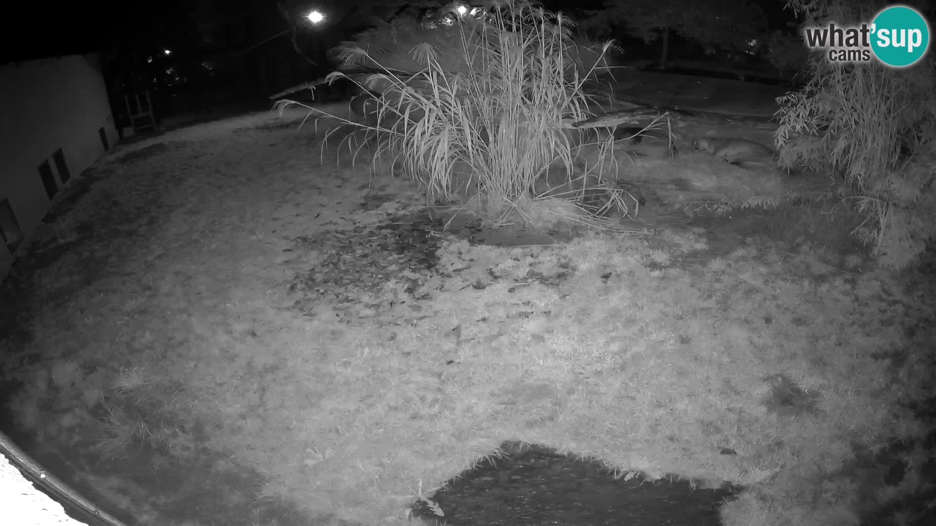 LION live Webcam in Ljubljana Zoo – Slovenia