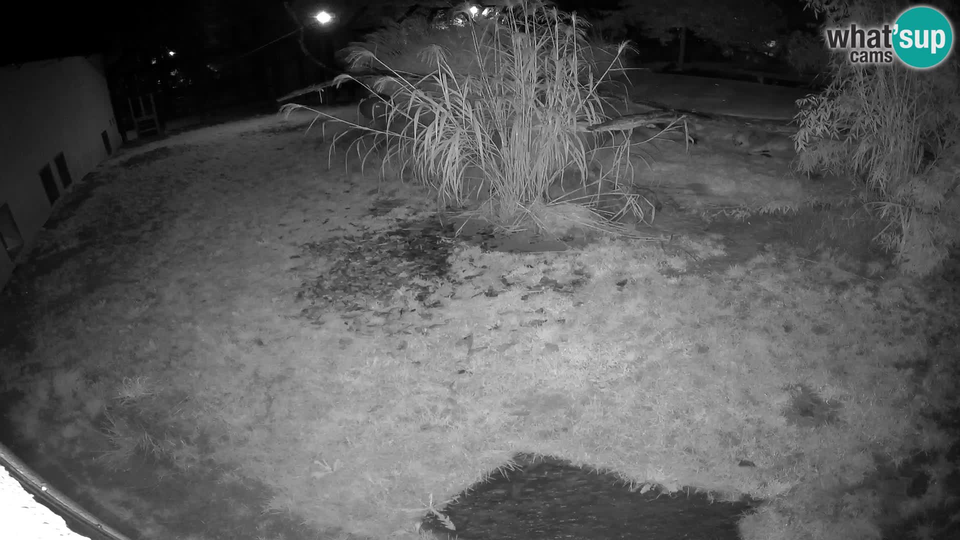 LEONE live Webcam nello zoo di Lubiana – Slovenia