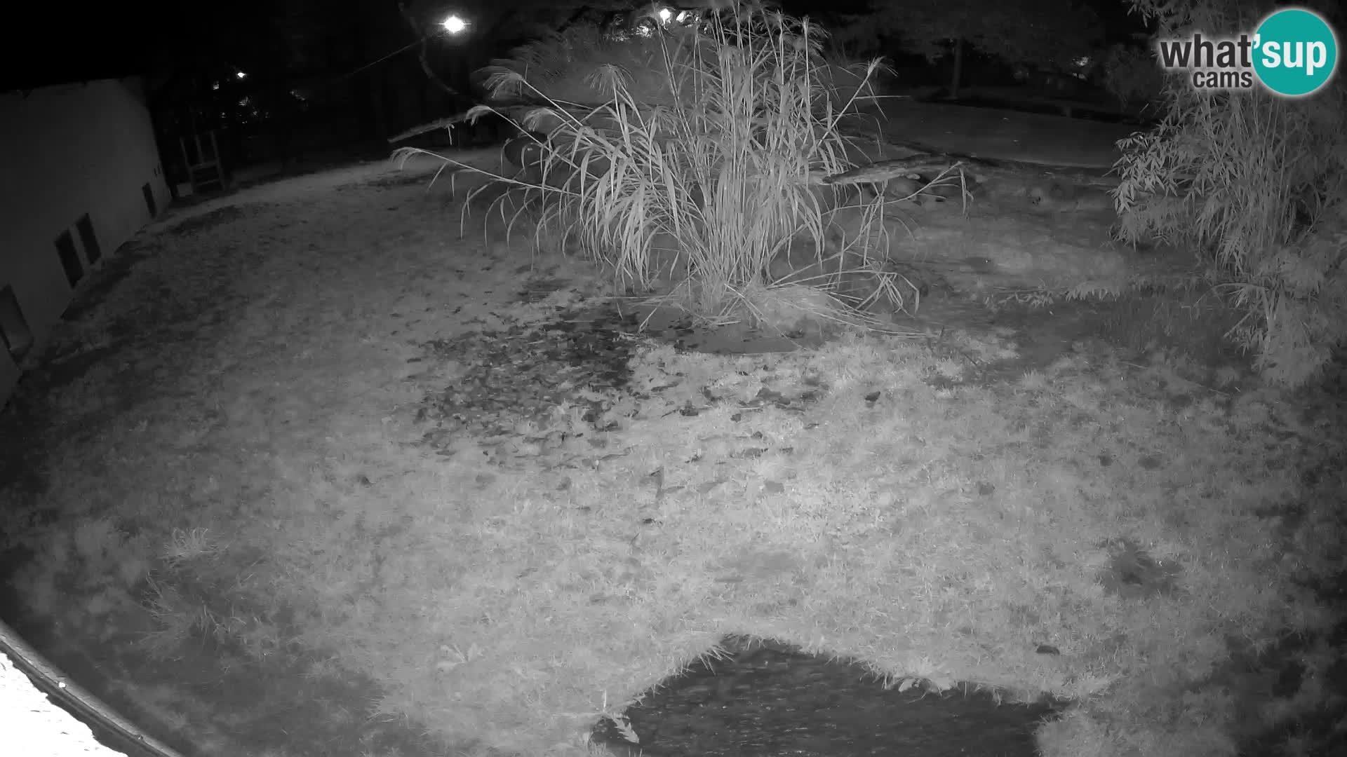LION live Webcam in Ljubljana Zoo – Slovenia