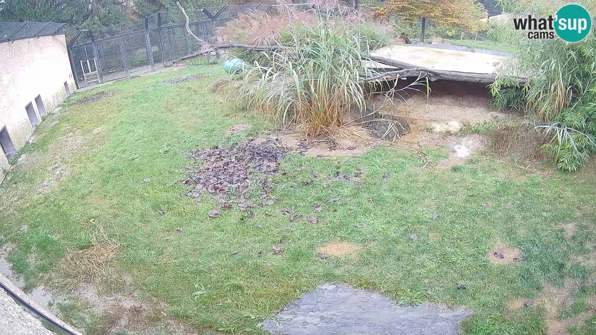 LION live Webcam in Ljubljana Zoo – Slovenia