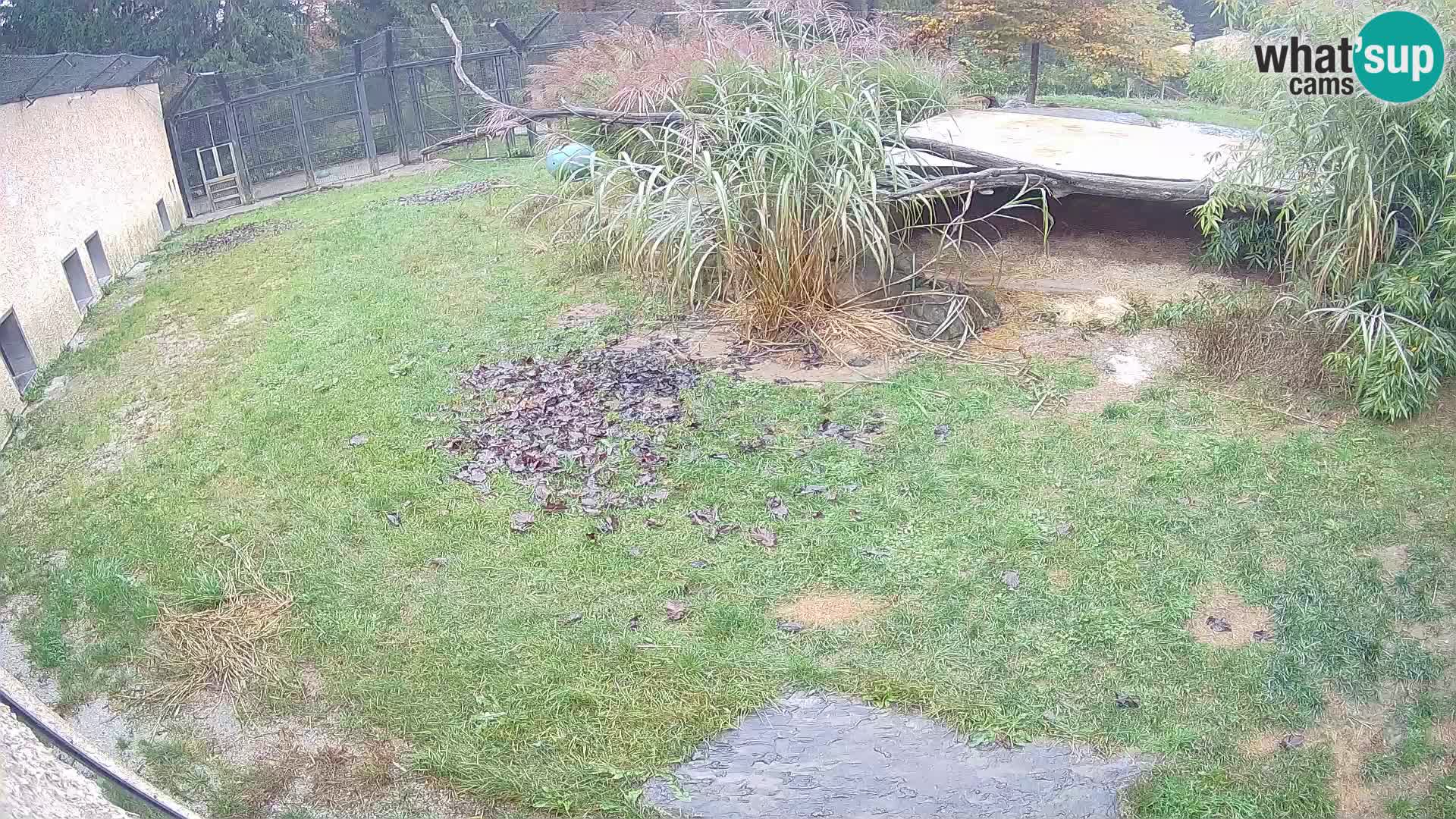 LION live Webcam in Ljubljana Zoo – Slovenia