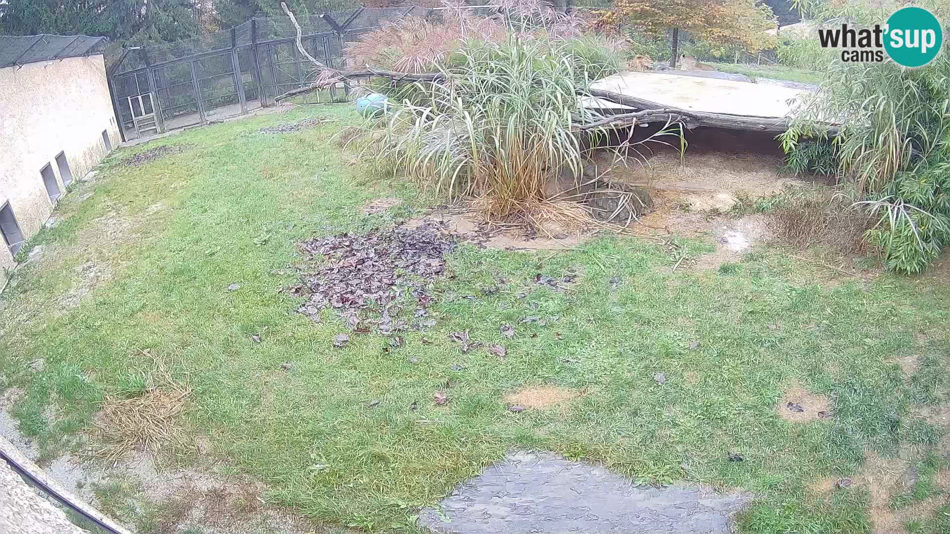LEON Webcam en vivo en Ljubljana Zoo – Eslovenia