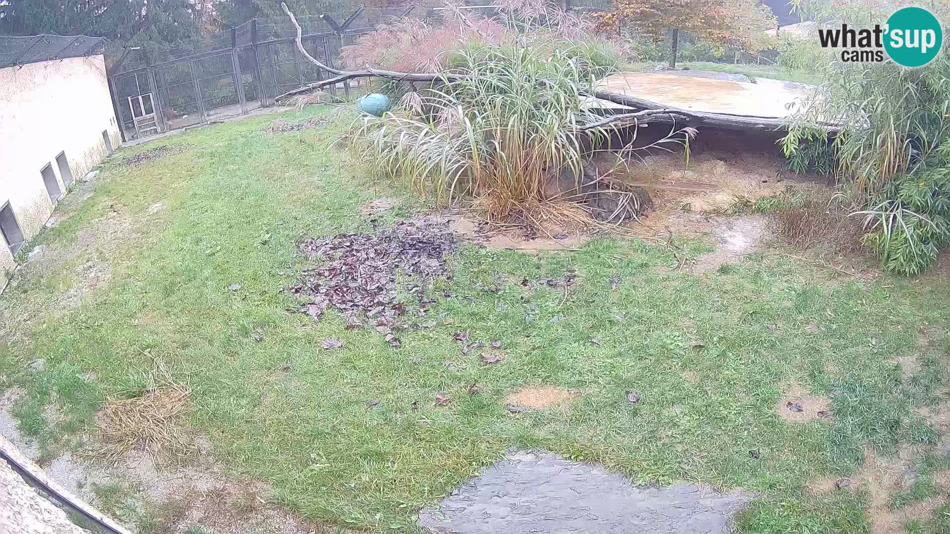 LEON Webcam en vivo en Ljubljana Zoo – Eslovenia