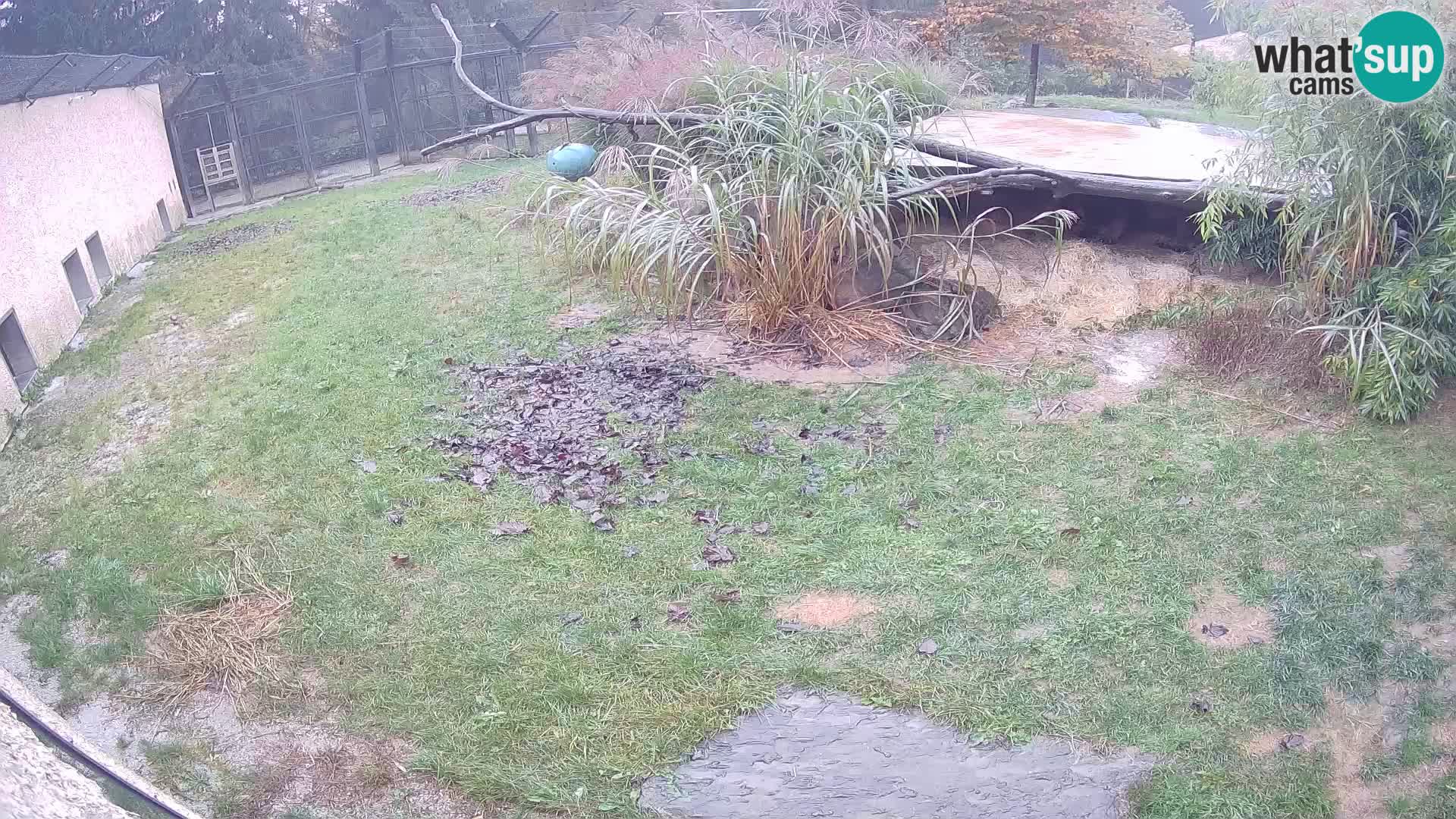 Löwe live Webcam im Zoo von Ljubljana – Slowenien