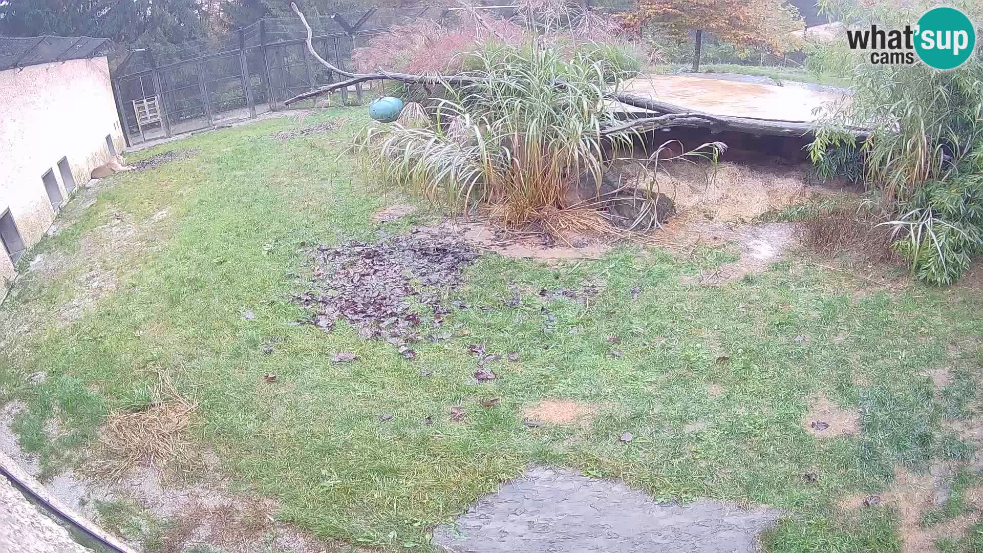 LEONE live Webcam nello zoo di Lubiana – Slovenia