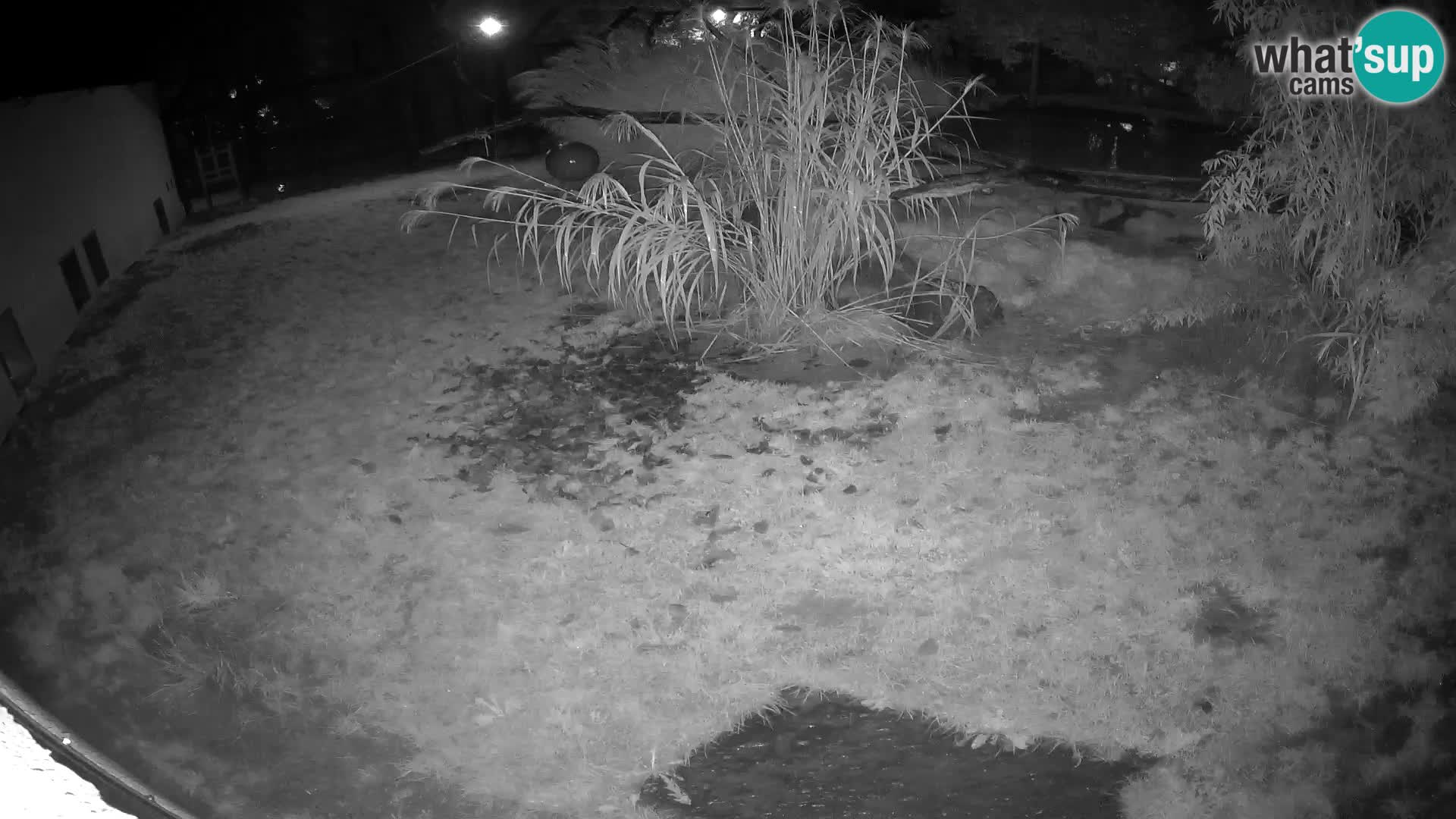 LEONE live Webcam nello zoo di Lubiana – Slovenia