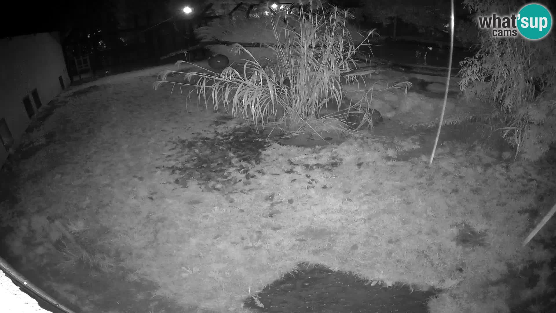 LEON Webcam en vivo en Ljubljana Zoo – Eslovenia