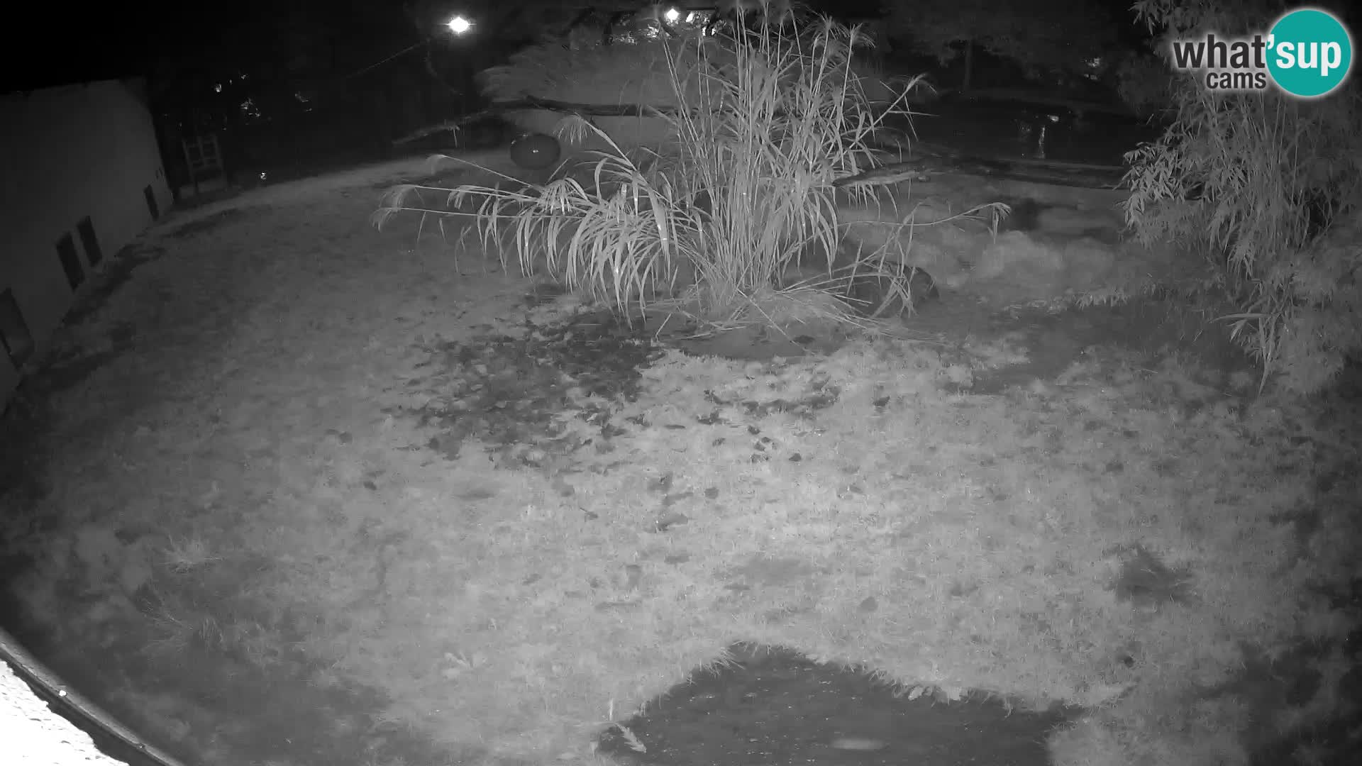LION webcam en direct du zoo de Ljubljana – Slovénie