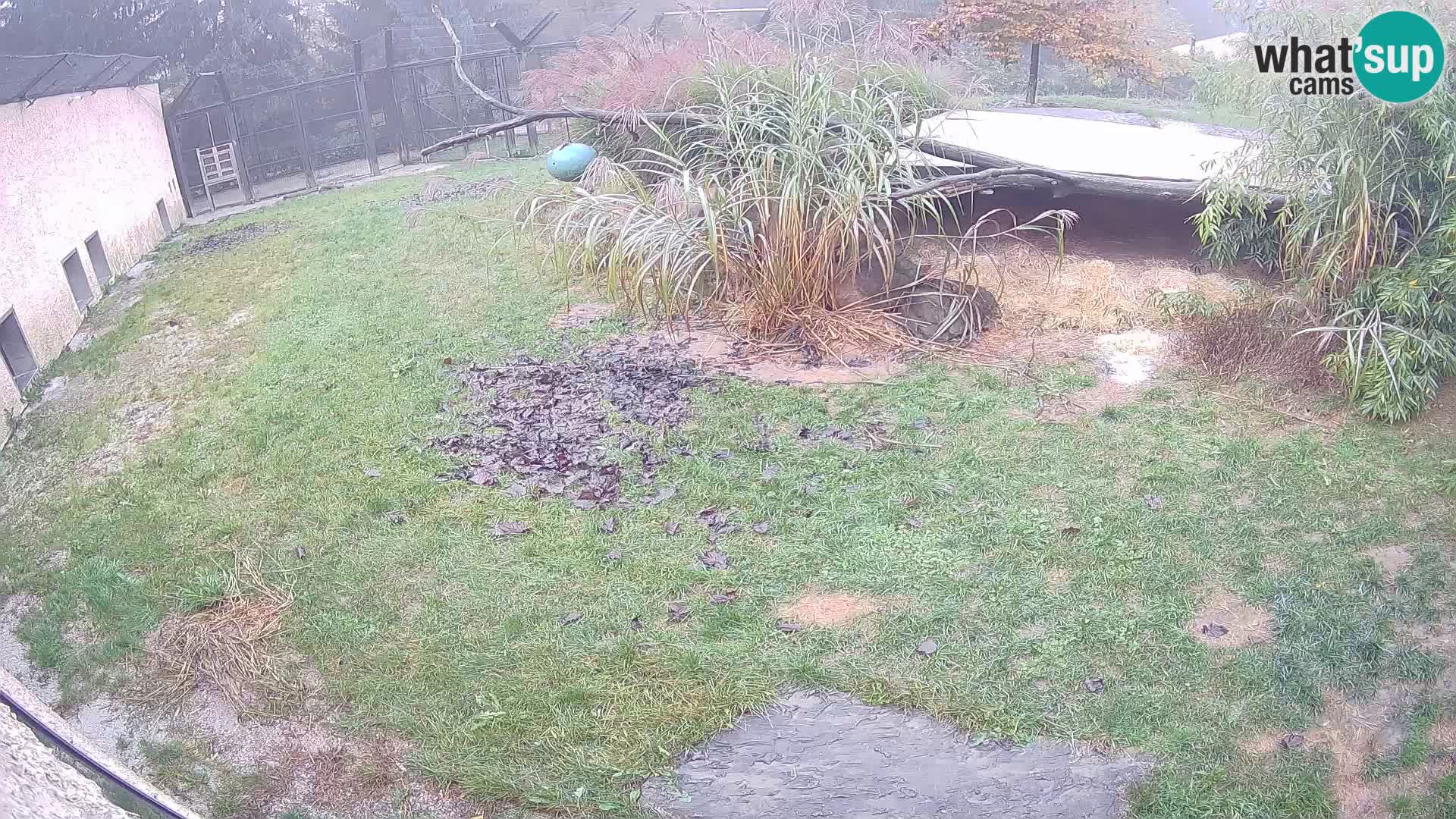 LION webcam en direct du zoo de Ljubljana – Slovénie
