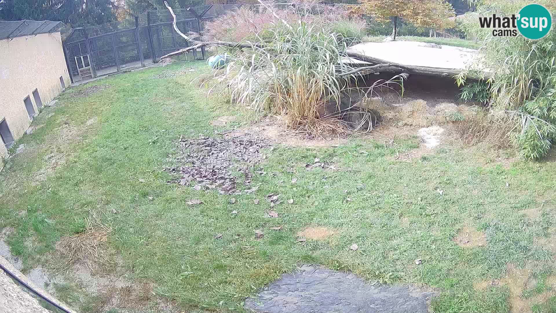 Lavovi web kamera uživo u ljubljanskom zoološkom vrtu – Slovenija