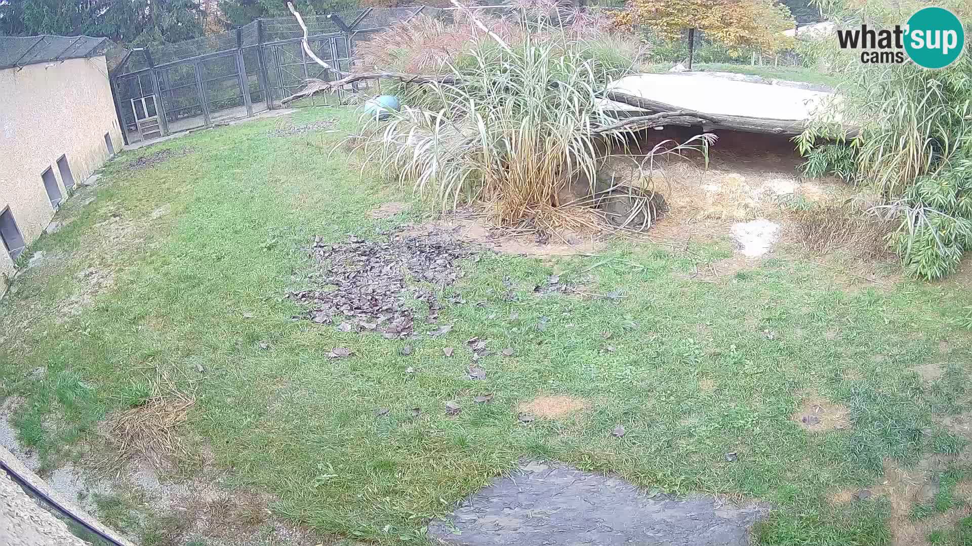 LEVI spletna kamera v živalskem vrtu Ljubljana Zoo