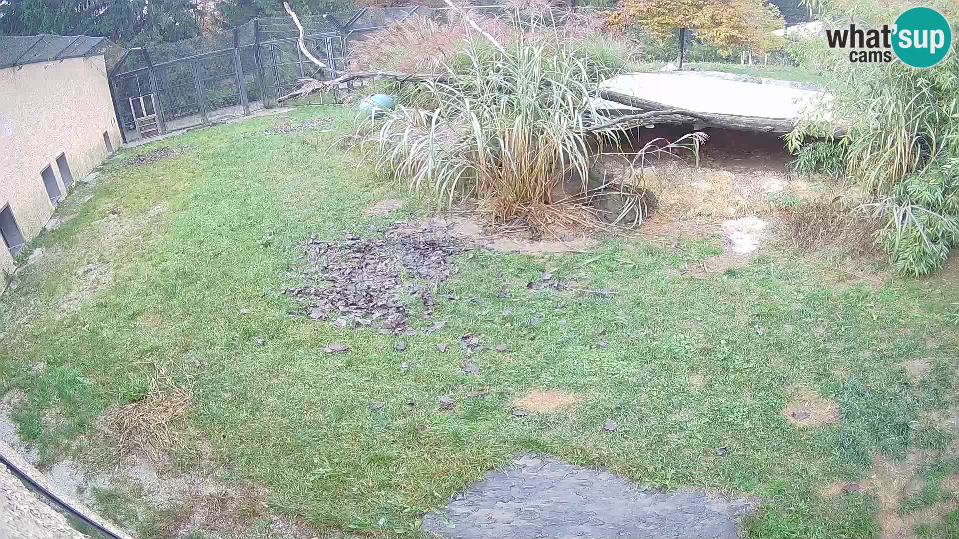 LEVI spletna kamera v živalskem vrtu Ljubljana Zoo
