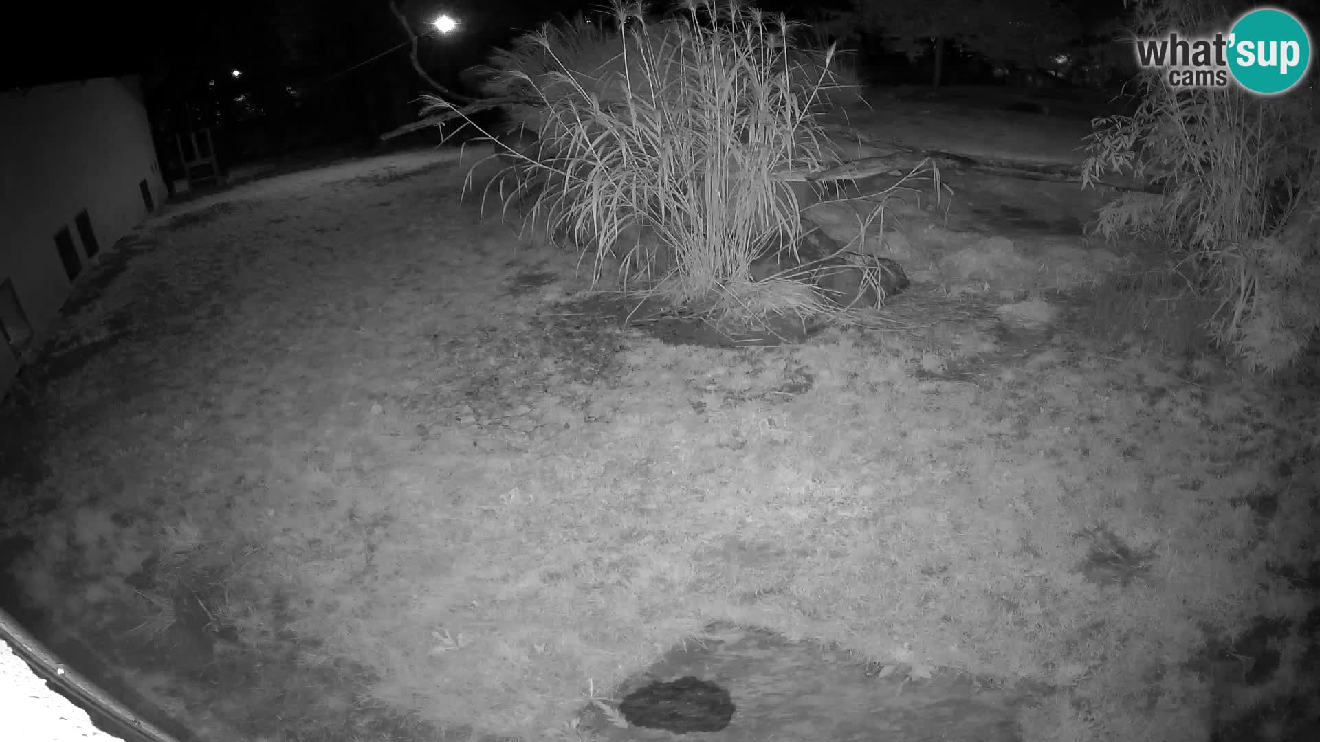 LION webcam en direct du zoo de Ljubljana – Slovénie