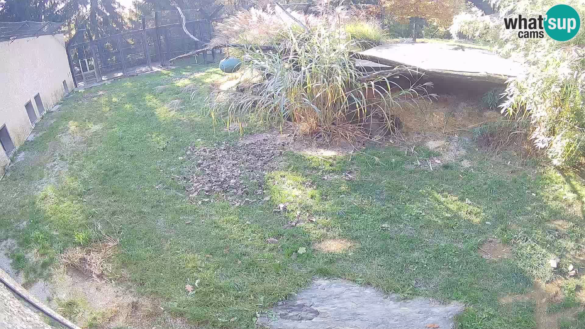 LION webcam en direct du zoo de Ljubljana – Slovénie