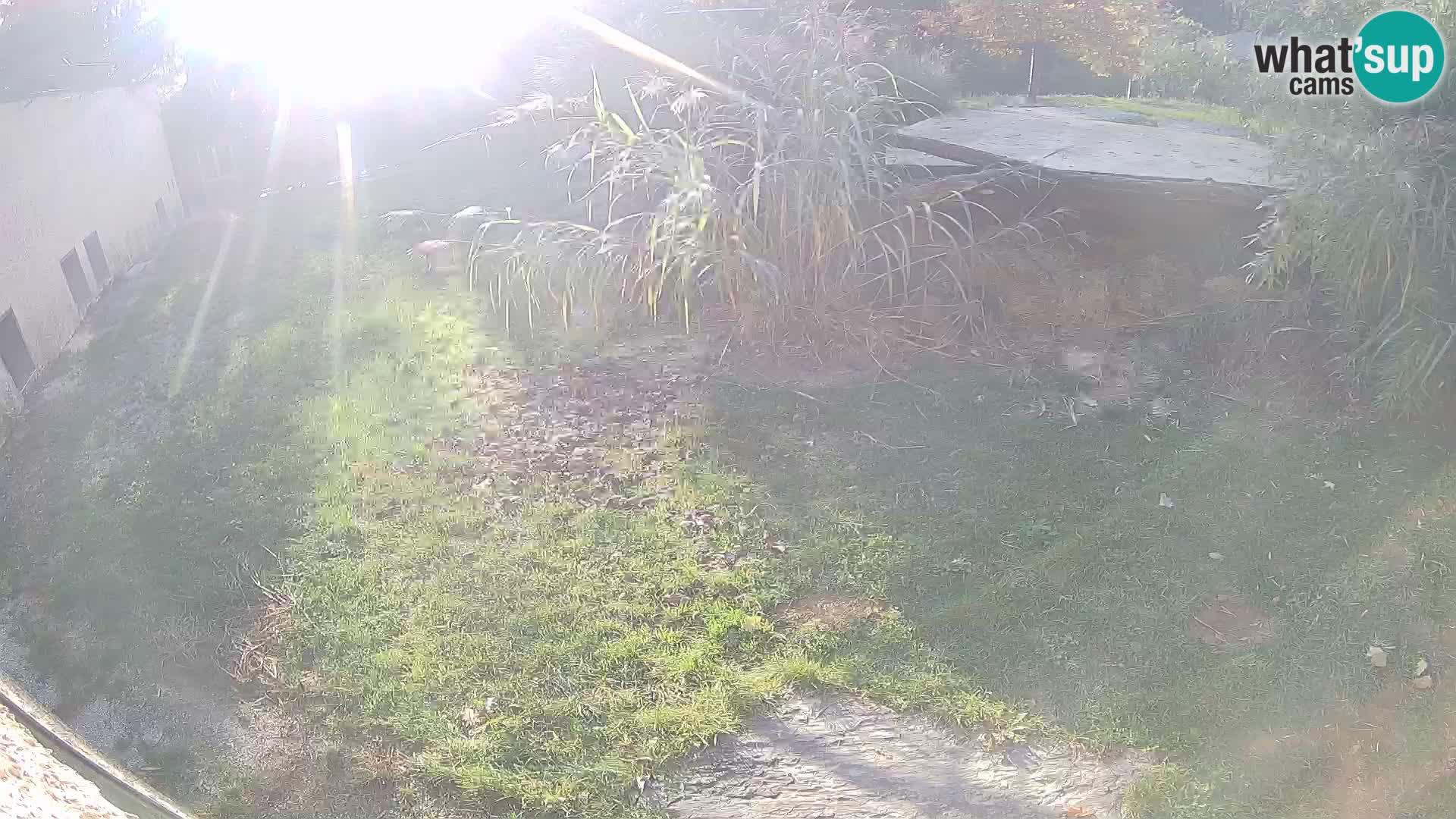 LION webcam en direct du zoo de Ljubljana – Slovénie