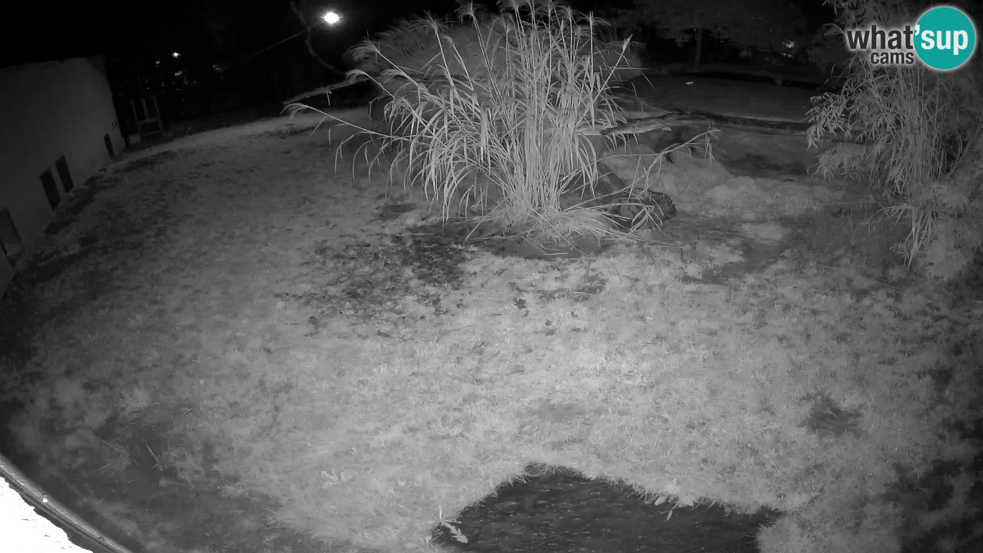 LION live Webcam in Ljubljana Zoo – Slovenia