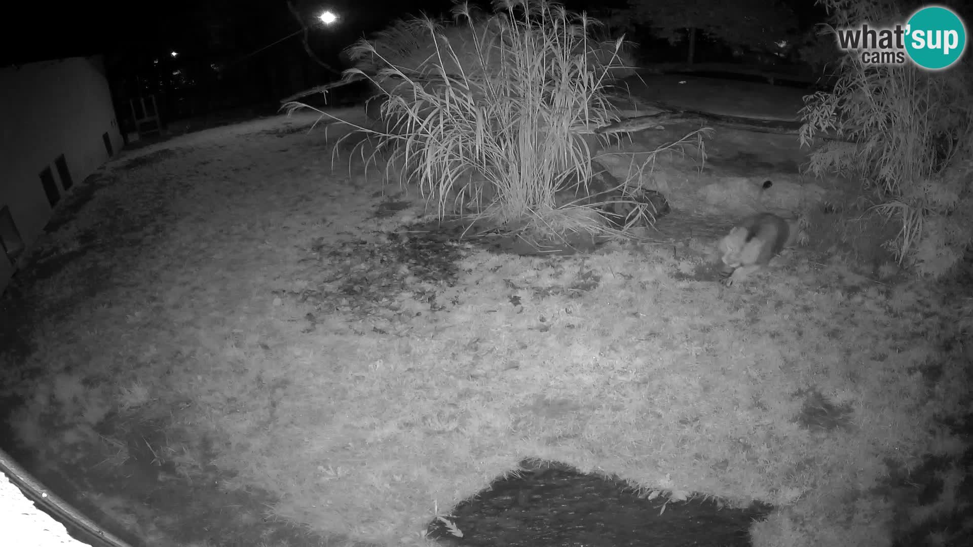 LION webcam en direct du zoo de Ljubljana – Slovénie