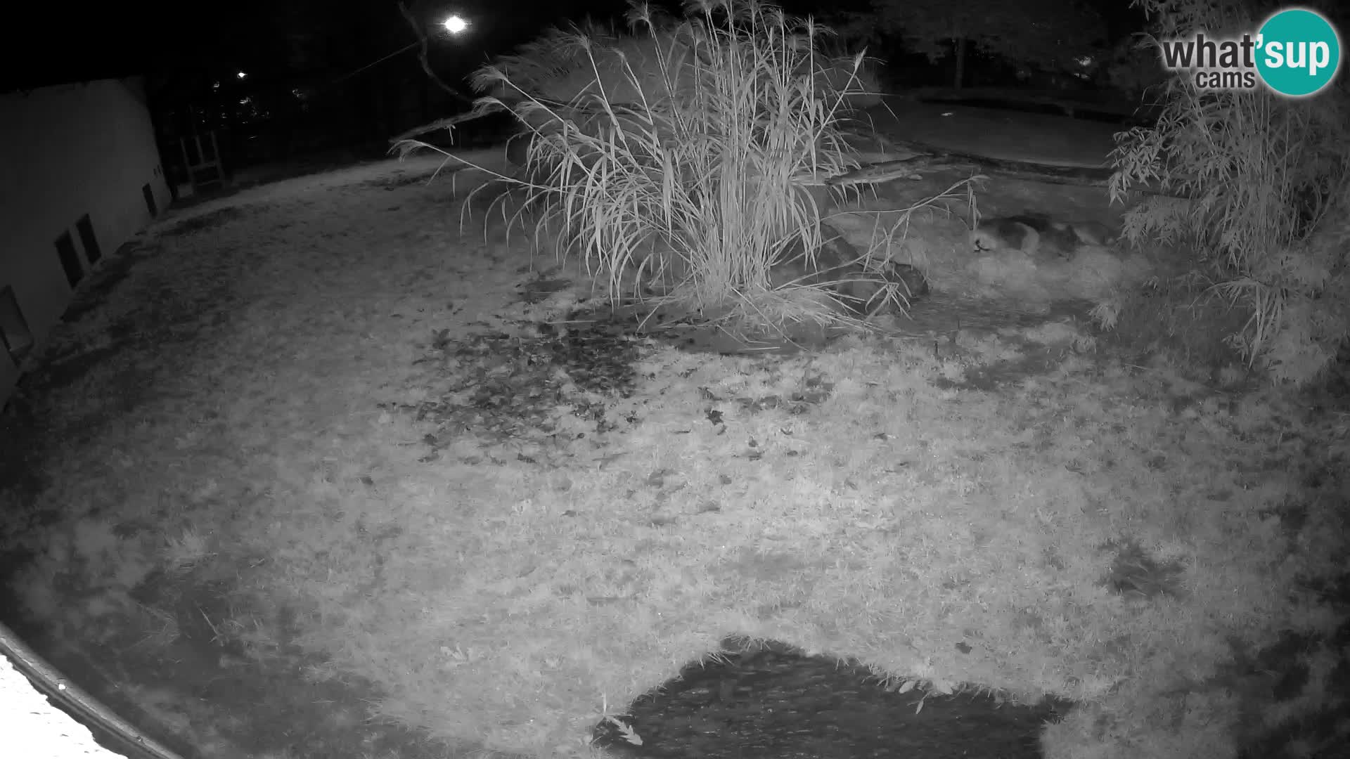 LION live Webcam in Ljubljana Zoo – Slovenia