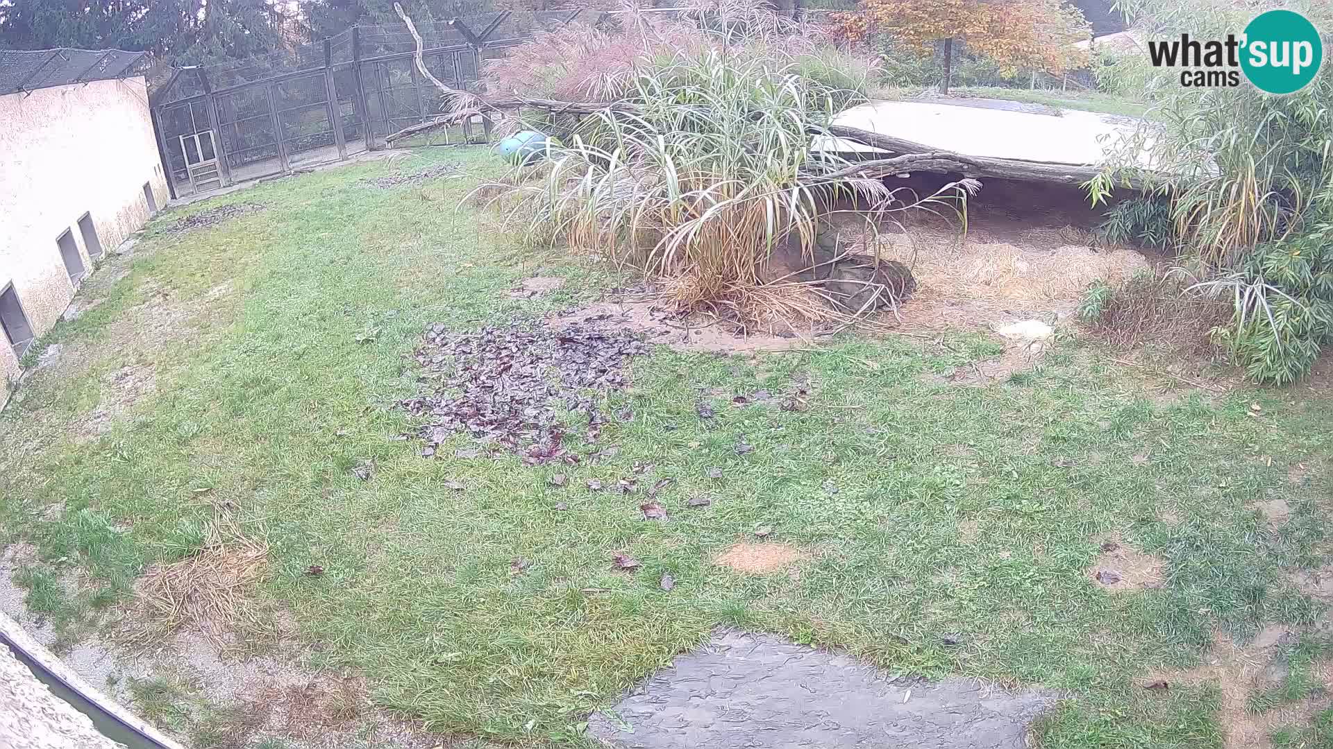 LEON Webcam en vivo en Ljubljana Zoo – Eslovenia