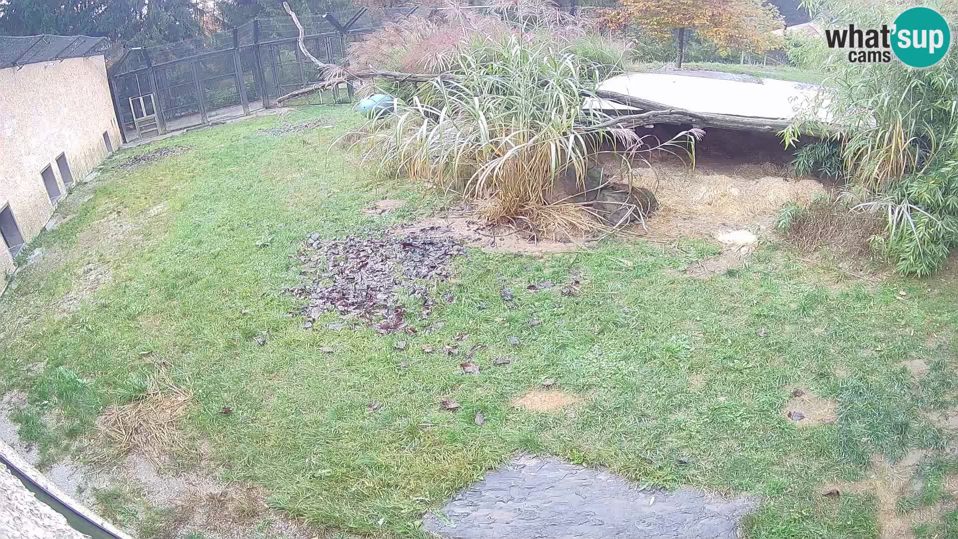 Löwe live Webcam im Zoo von Ljubljana – Slowenien