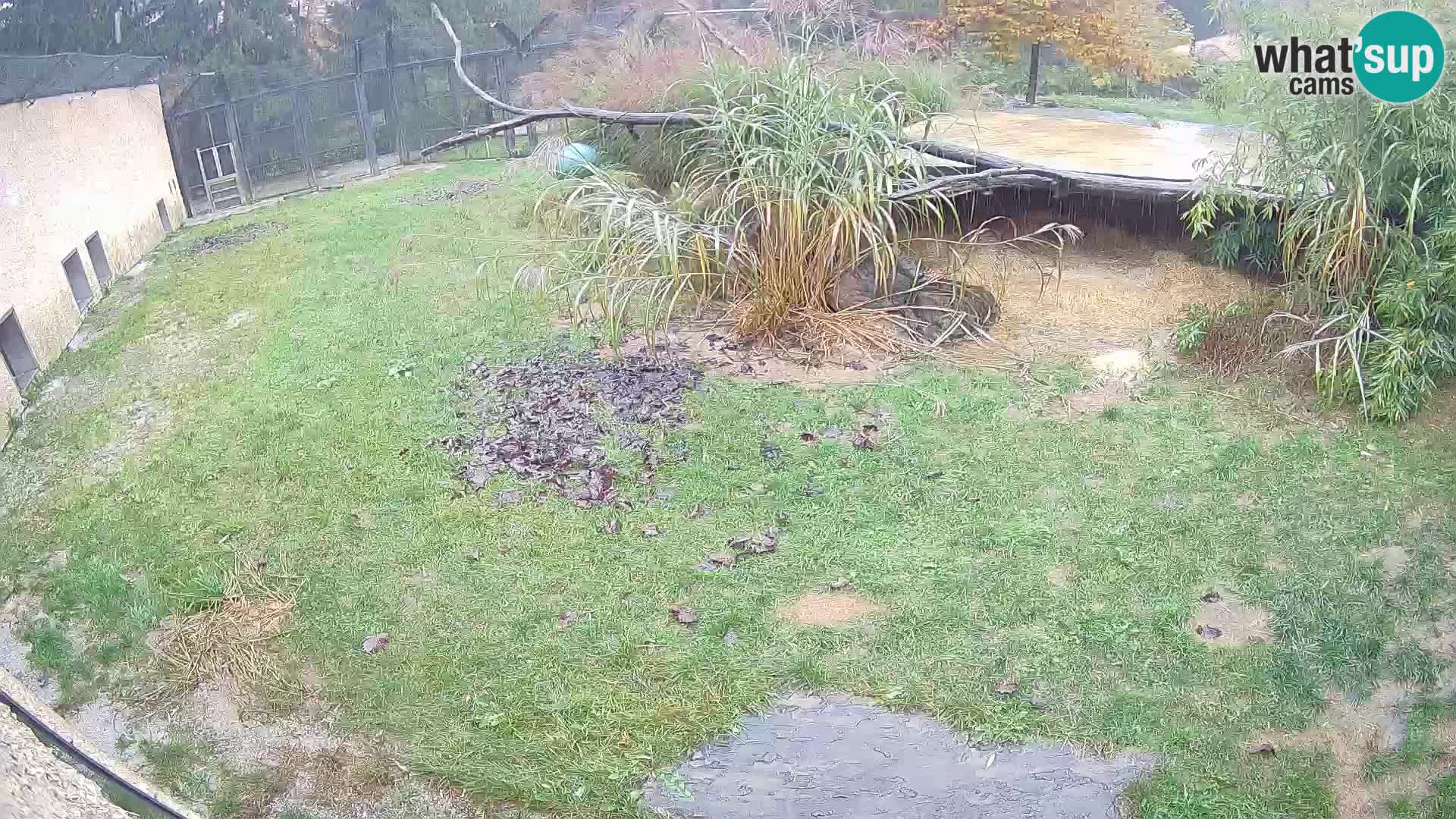 Löwe live Webcam im Zoo von Ljubljana – Slowenien