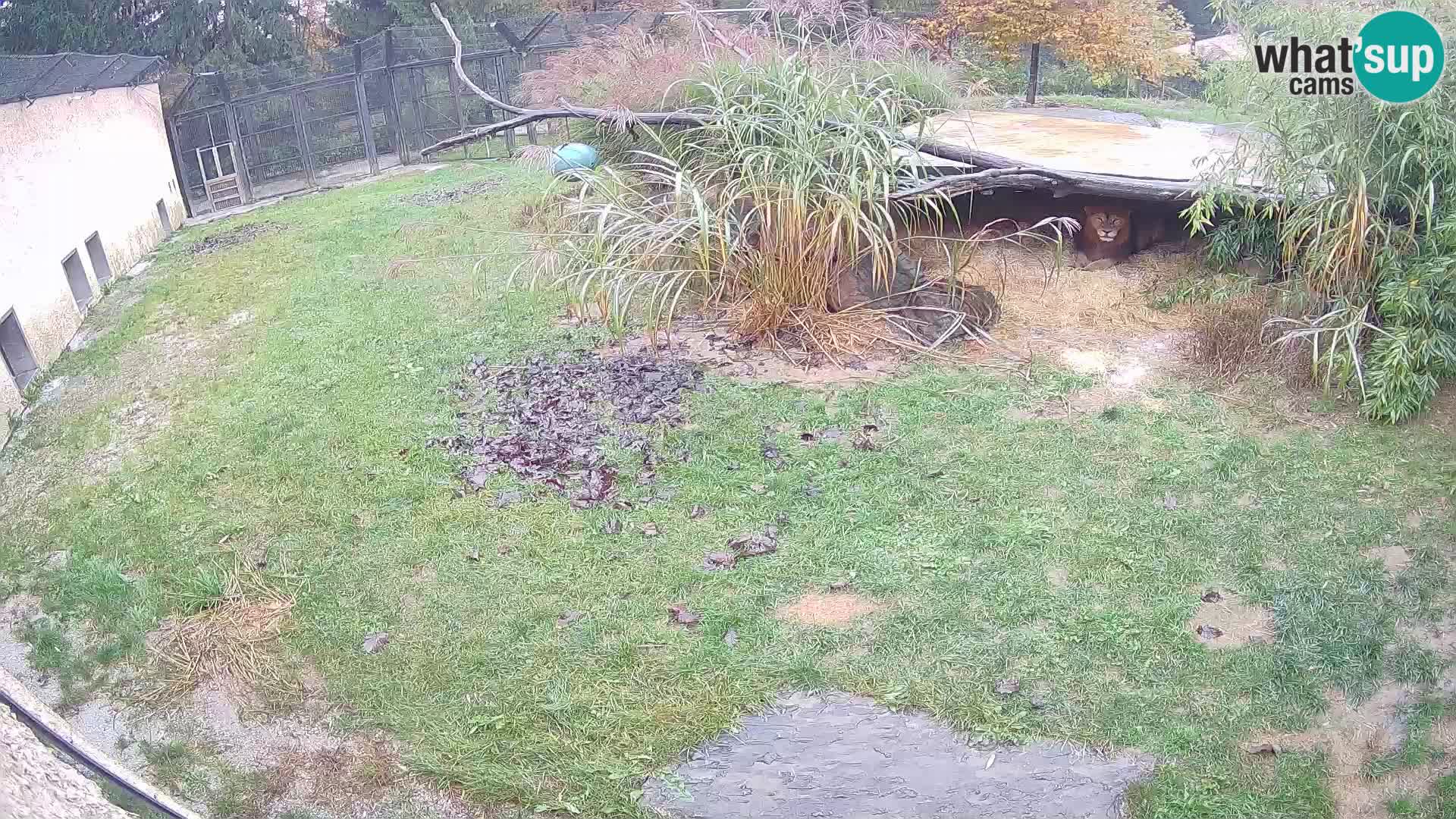 LION webcam en direct du zoo de Ljubljana – Slovénie