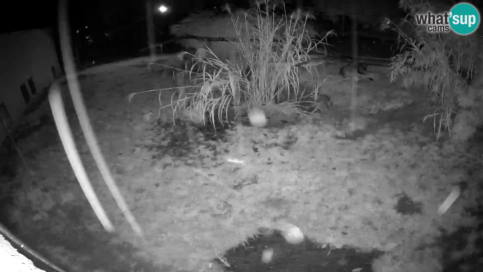 LION webcam en direct du zoo de Ljubljana – Slovénie