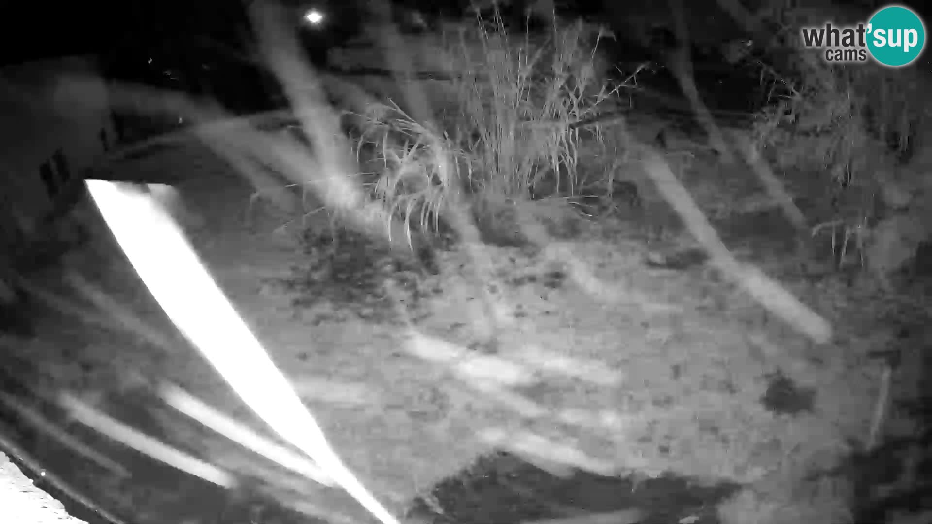 LION webcam en direct du zoo de Ljubljana – Slovénie