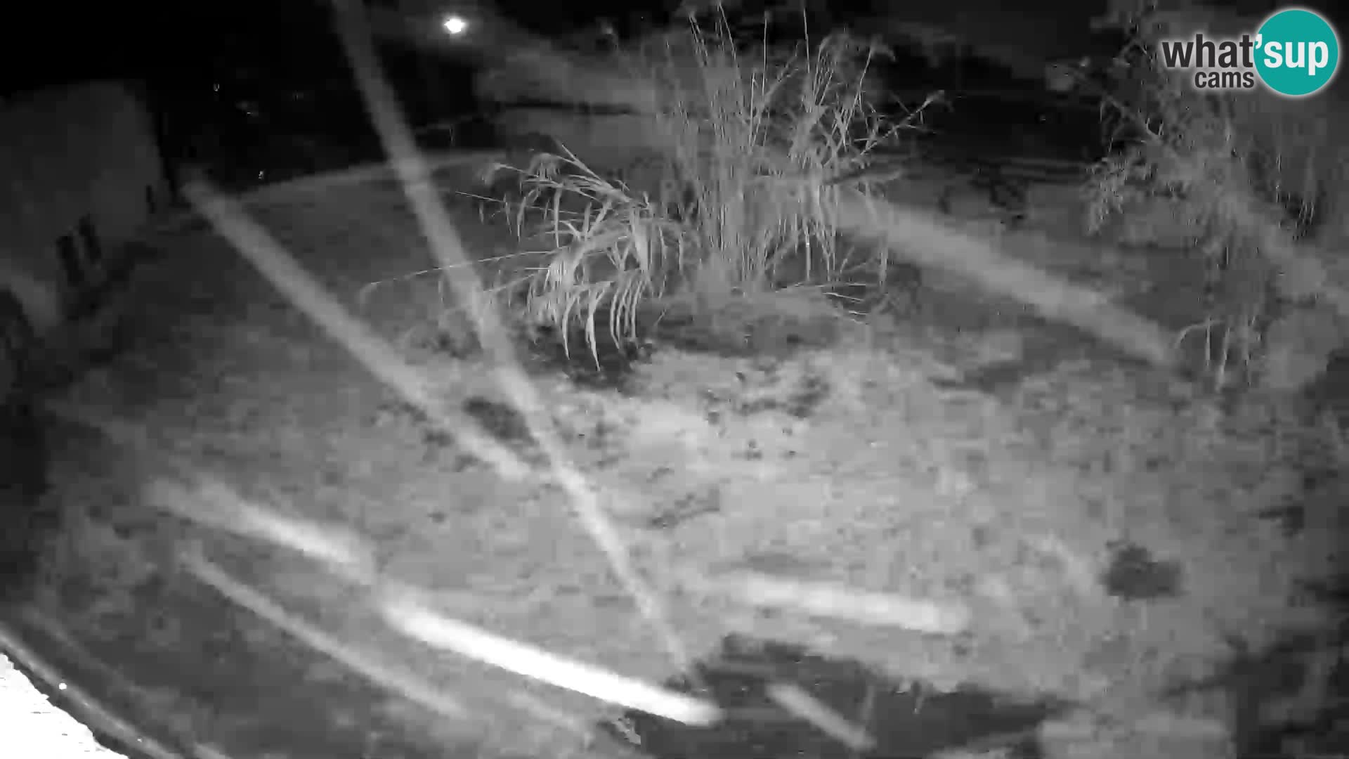 LION webcam en direct du zoo de Ljubljana – Slovénie