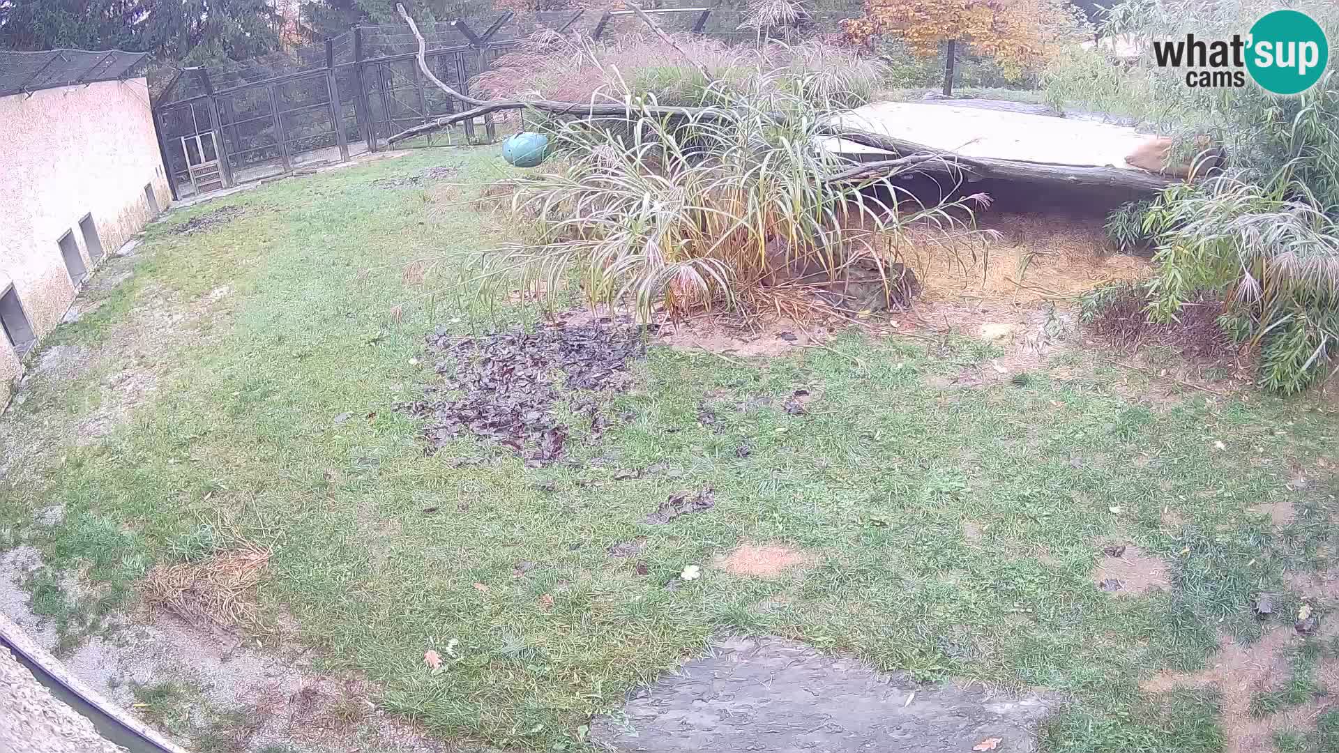 LEONE live Webcam nello zoo di Lubiana – Slovenia