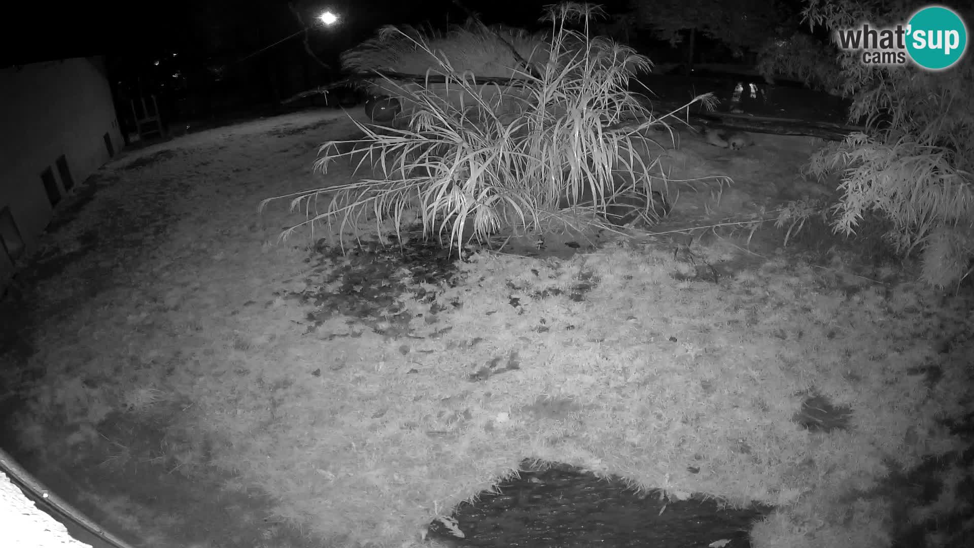 LION live Webcam in Ljubljana Zoo – Slovenia