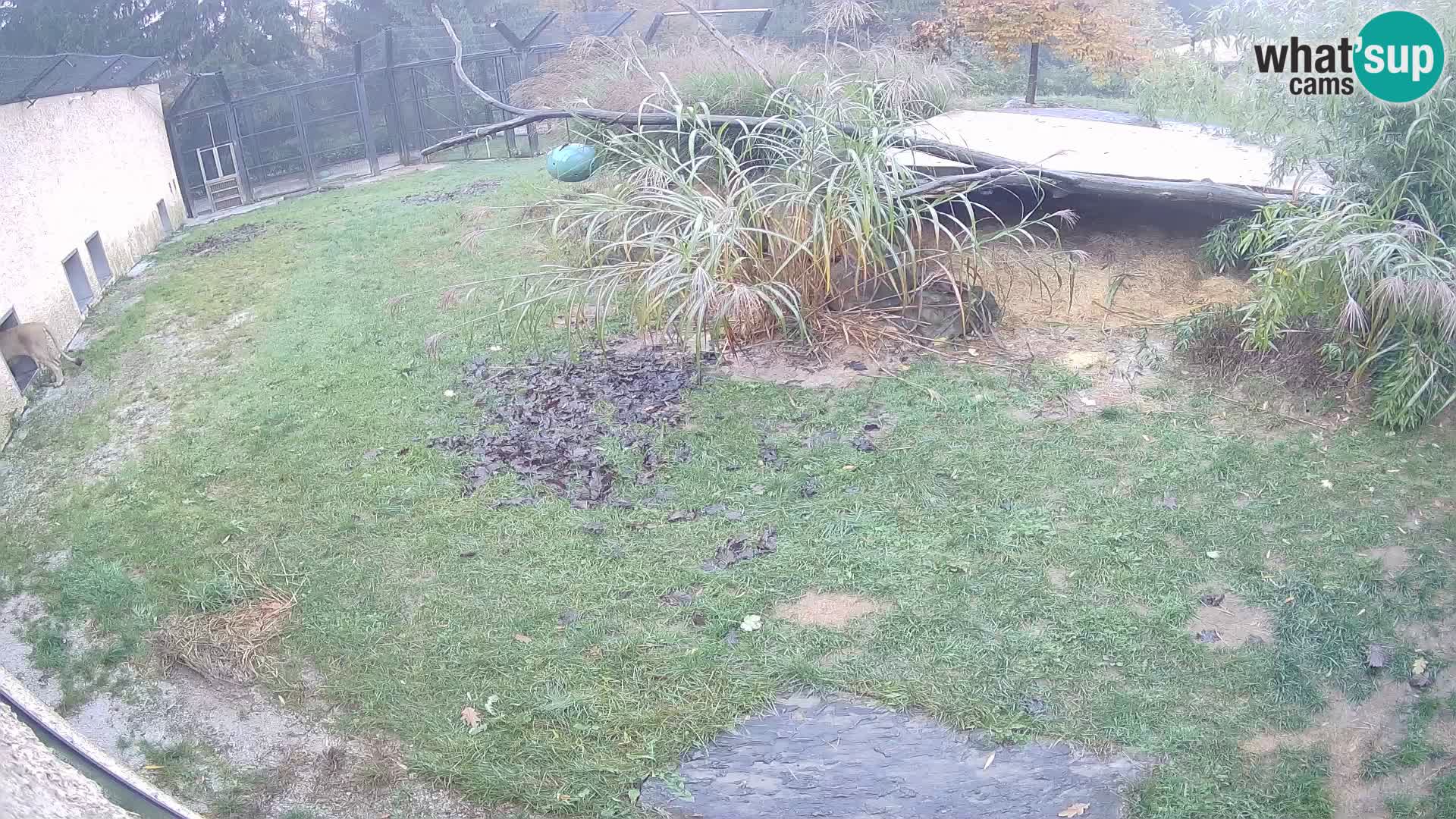 LION live Webcam in Ljubljana Zoo – Slovenia