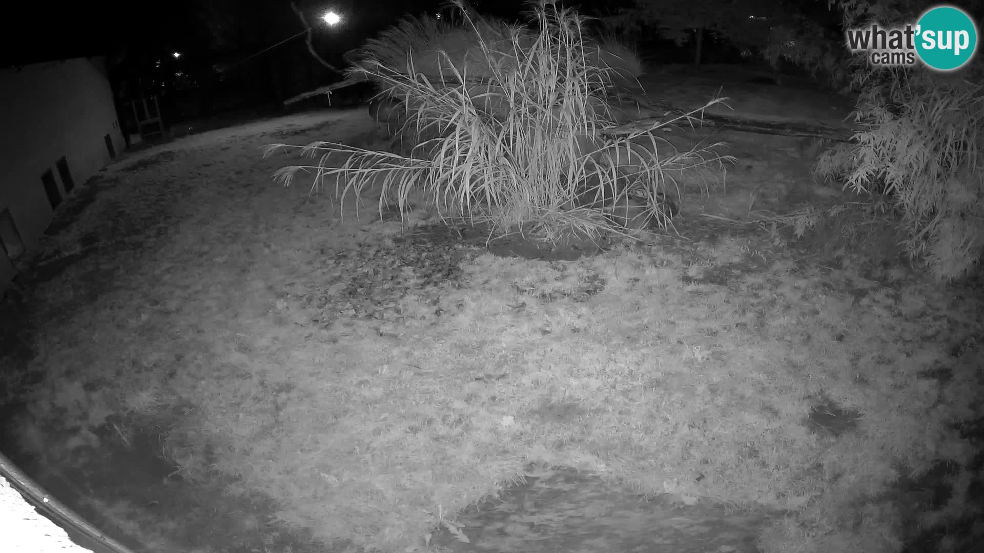 LEONE live Webcam nello zoo di Lubiana – Slovenia